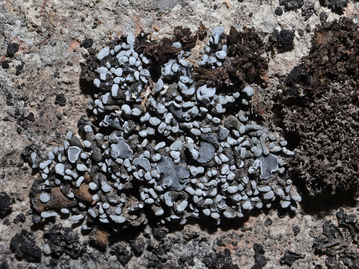 Image of Toninia sedifolia specimen.