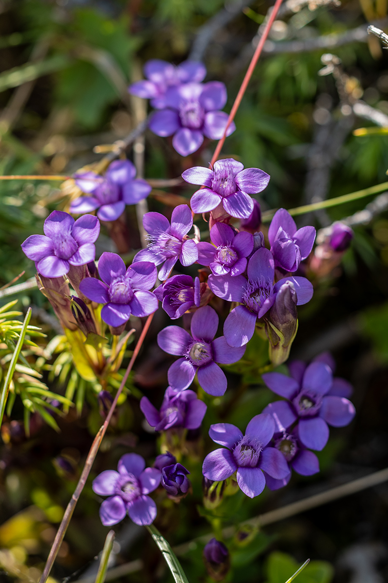 Image of Gentianella caucasea specimen.