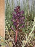 Orobanche amoena. Цветущее растение. Таджикистан, Согдийская обл., Айнинский р-н; Памиро-Алай, Фанские горы, подножье горы Сарытаг, ≈ 2440 м н.у.м., полынная степь. 27 июня 2026 г.
