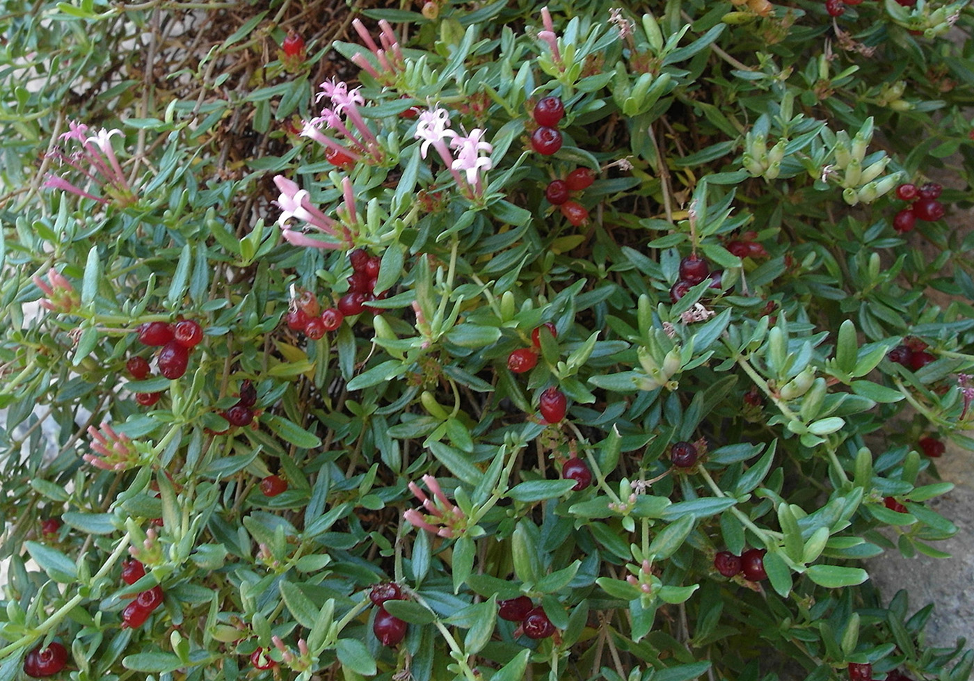 Image of Putoria calabrica specimen.