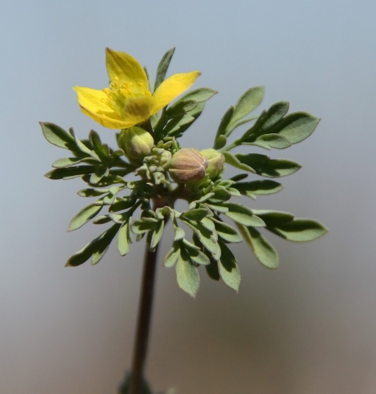 Image of Leptopyrum fumarioides specimen.