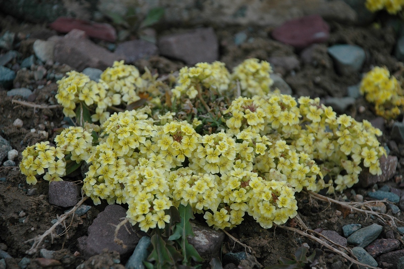 Изображение особи Chorispora macropoda.