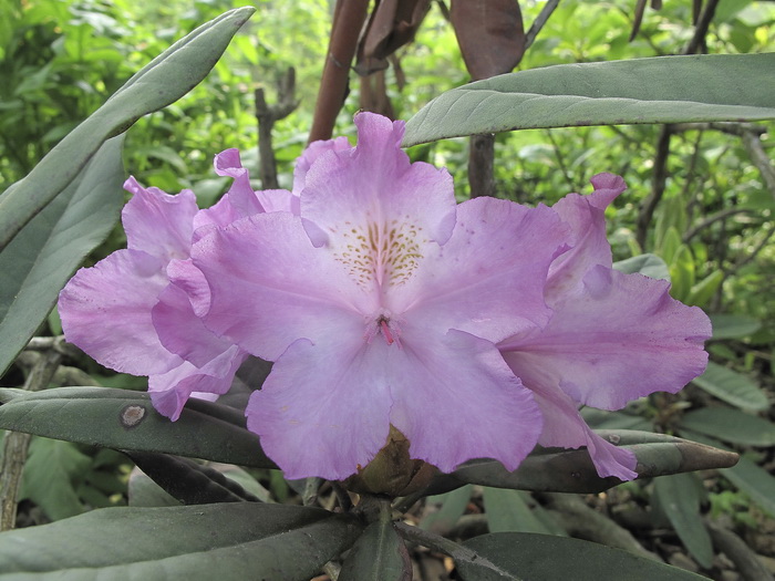 Изображение особи Rhododendron ponticum.