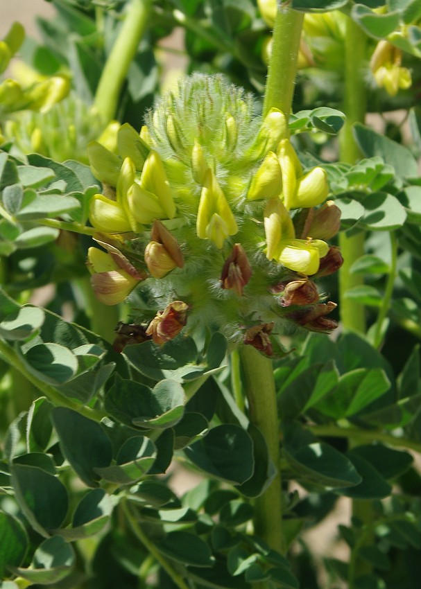 Image of Astragalus vulpinus specimen.