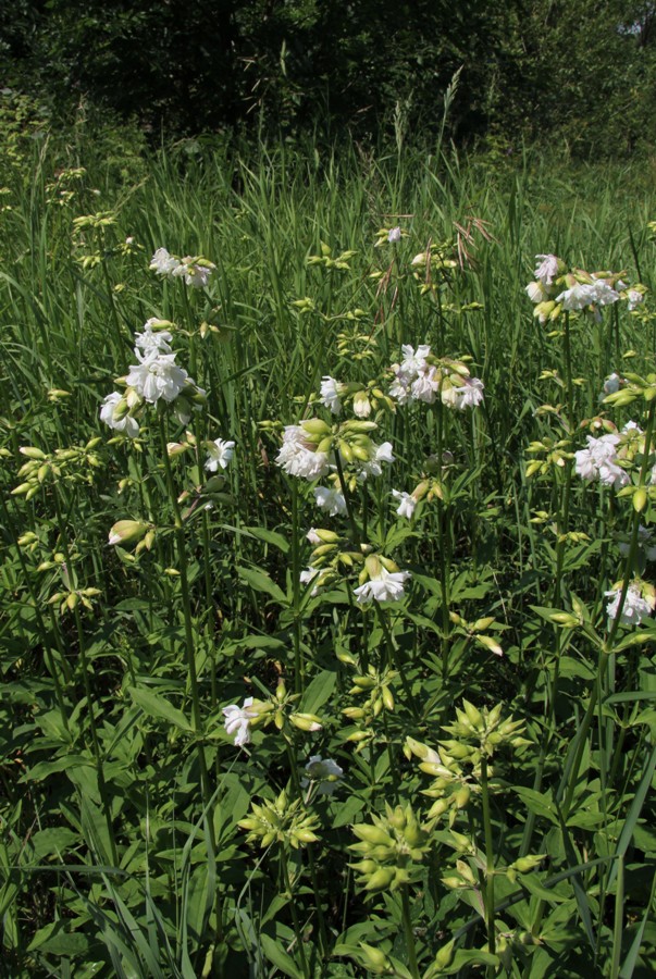 Изображение особи Saponaria officinalis.