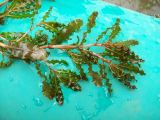 Potamogeton crispus. Верхушка растения. Курская обл., г. Железногорск, вдхр. на р. Погарщина. 5 июля 2007 г.