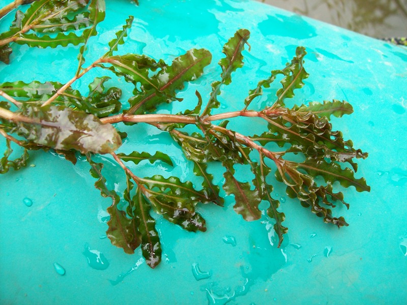 Image of Potamogeton crispus specimen.