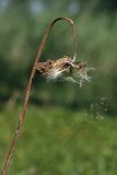 Scorzonera humilis. Верхушка высохшего побега с повреждённым соплодием. Ленинградская обл., побережье в р-не пос. Большая Ижора, травяной сосняк на дюне. 10.07.2011.