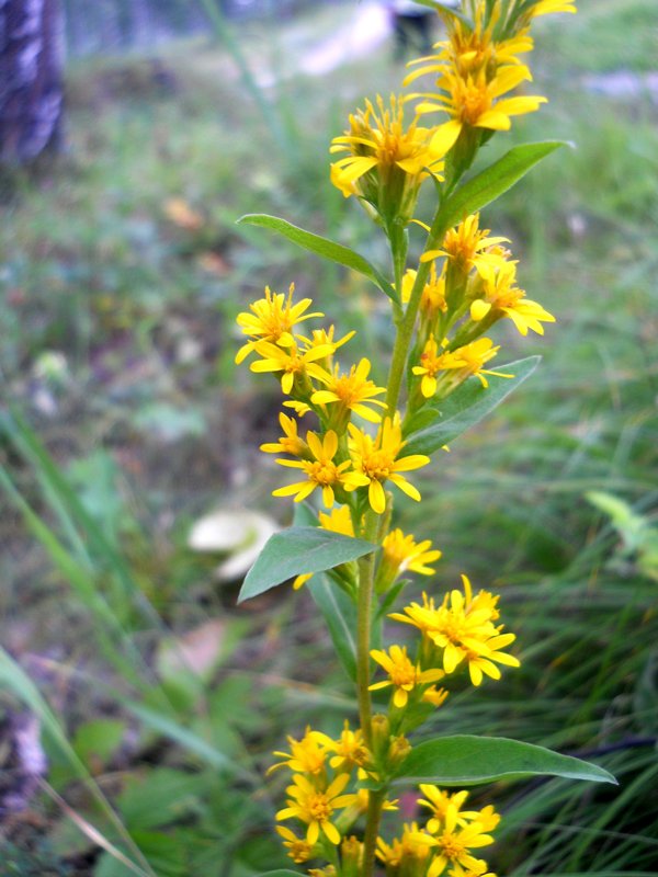 Изображение особи Solidago virgaurea.