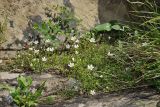Minuartia imbricata. Цветущие растения на уступе скального обрыва. Республика Карачаево-Черкесия, Домбай, верховья ущелья р. Аманауз, 2100 м н.у.м. 06.07.2011.