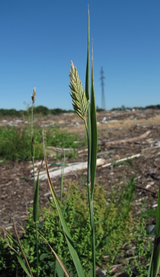 Изображение особи род &times; Agrotrigia.