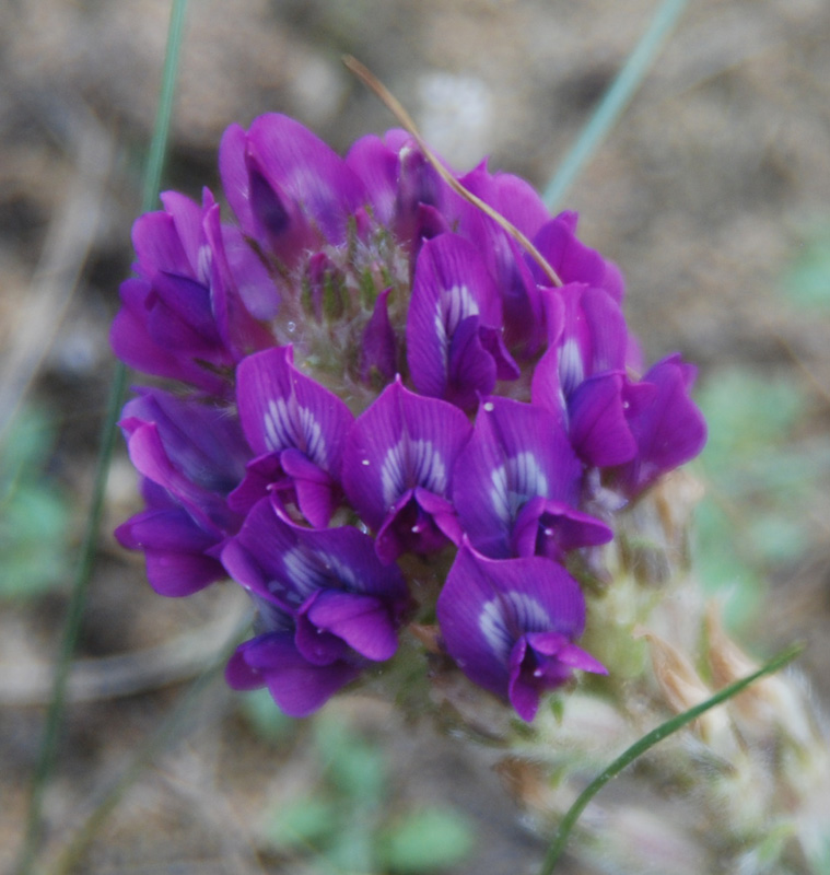 Image of Oxytropis turczaninovii specimen.