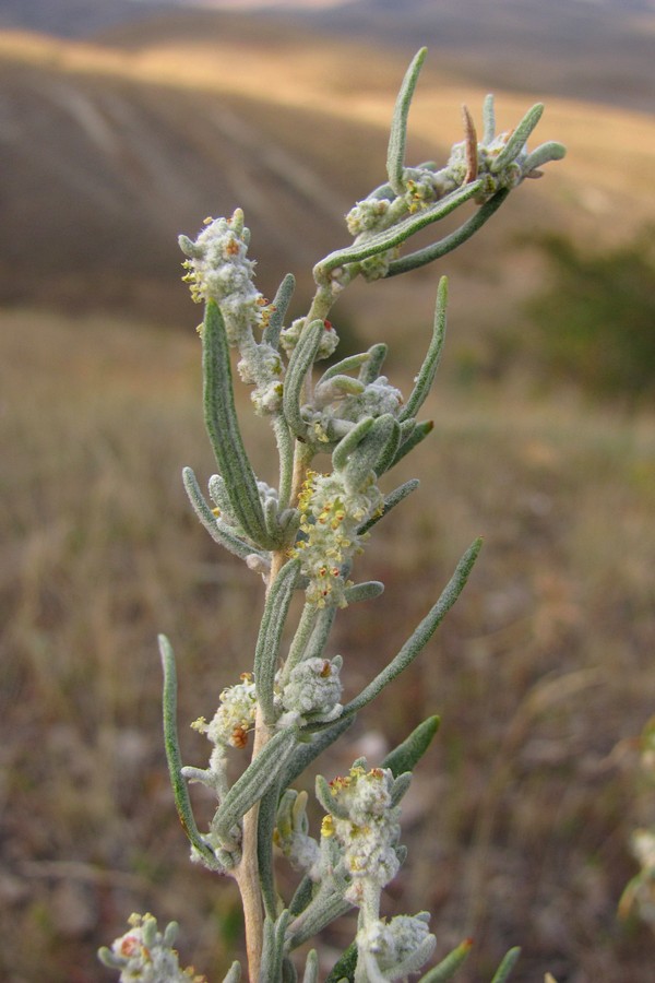 Image of Krascheninnikovia ceratoides specimen.