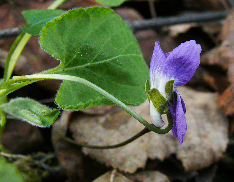 Image of Viola collina specimen.