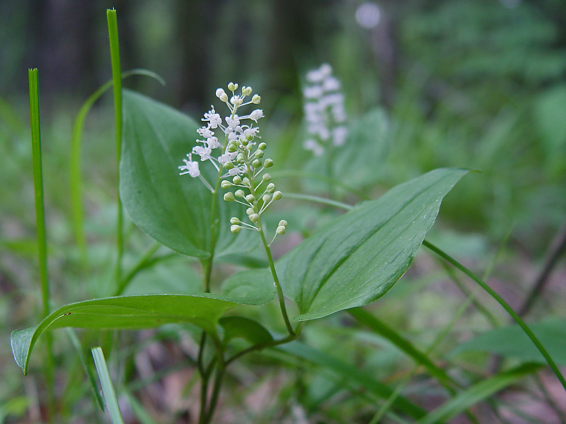 Image of Maianthemum bifolium specimen.