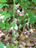 Ophrys oestrifera