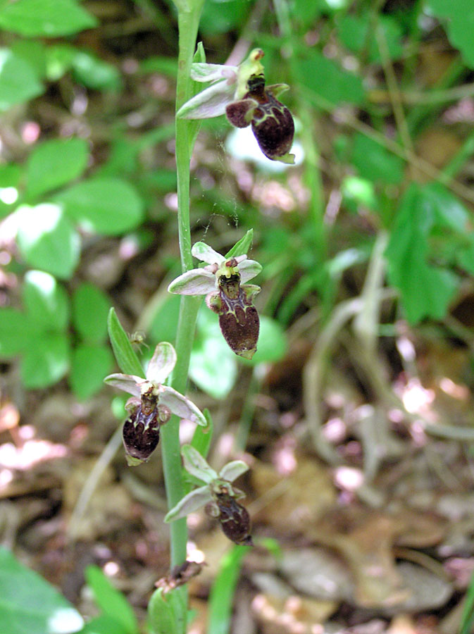 Image of Ophrys oestrifera specimen.