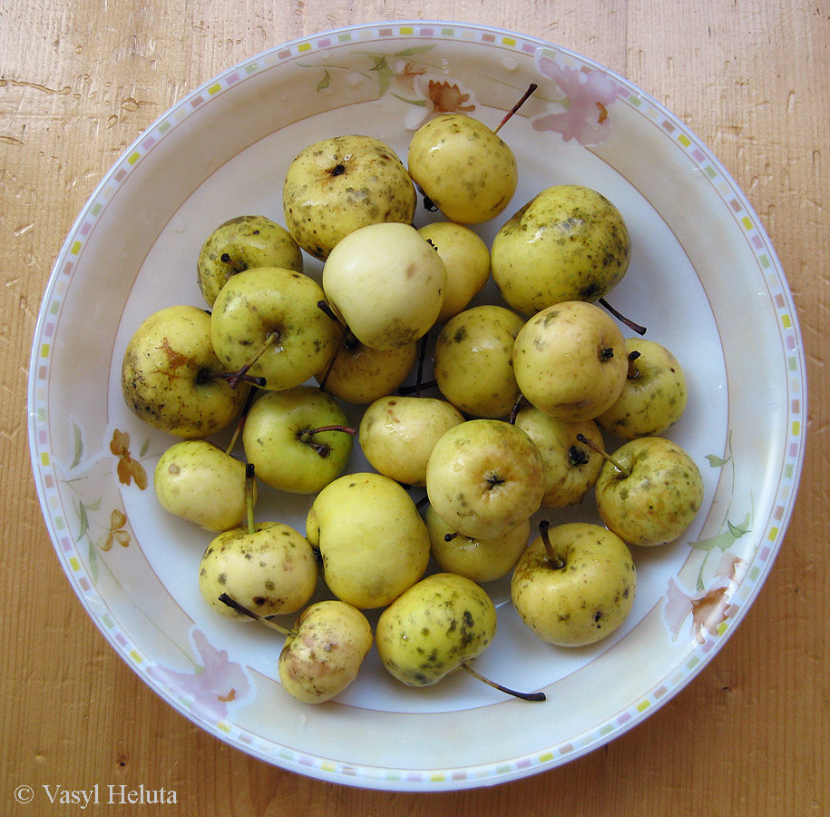 Изображение особи Malus domestica.