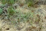 Ferula karelinii. Вегетирующее растение. Казахстан, Кызылординская область, окр. г. Аральск, песчаная пустыня. 25.04.2011.