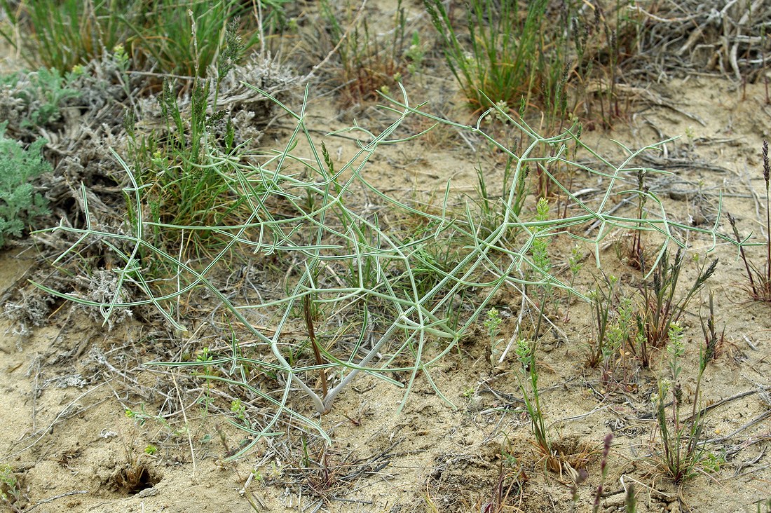 Изображение особи Ferula karelinii.