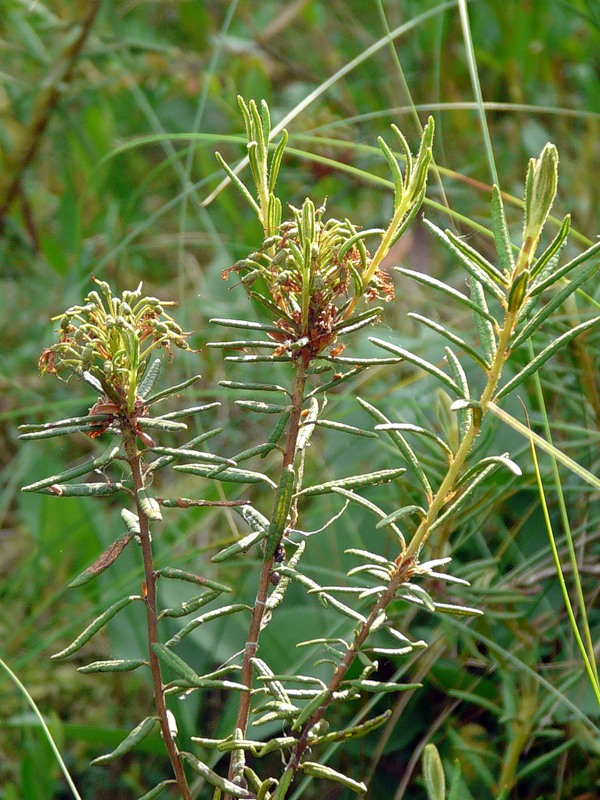 Image of Ledum palustre specimen.