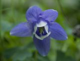 Aquilegia flabellata. Цветок. Владивосток, Академгородок. 11 июня 2010 г.