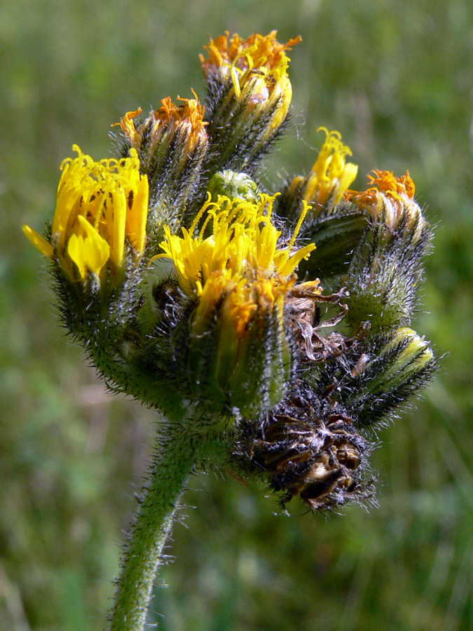 Image of genus Pilosella specimen.