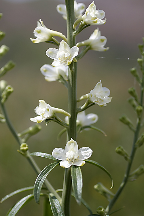 Изображение особи Delphinium pavlovii.