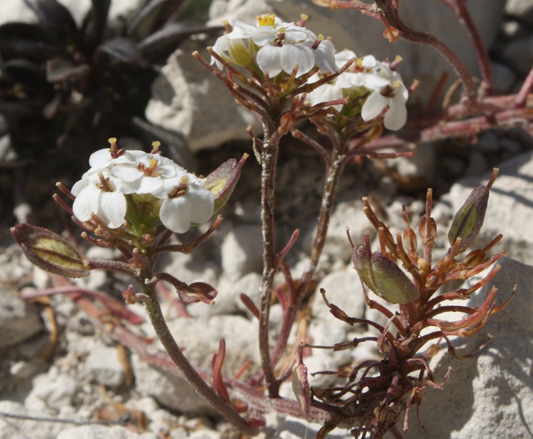 Image of Iberis simplex specimen.