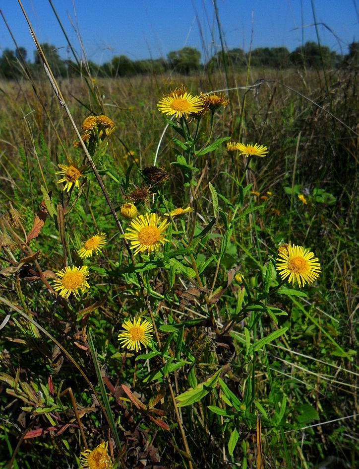Изображение особи Inula britannica.