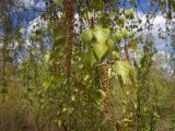 Betula pendula