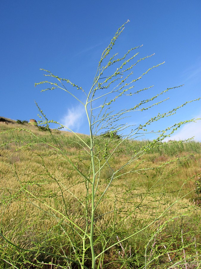 Изображение особи Crambe koktebelica.