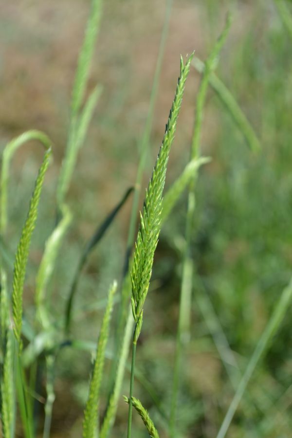 Изображение особи Psathyrostachys juncea.