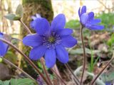 Hepatica nobilis. Цветки. Ленинградская обл., Кингисеппский р-н, окр. оз. Глубокое. 02.05.2009.