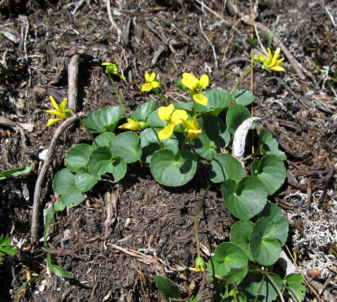 Image of Viola kusnezowiana specimen.