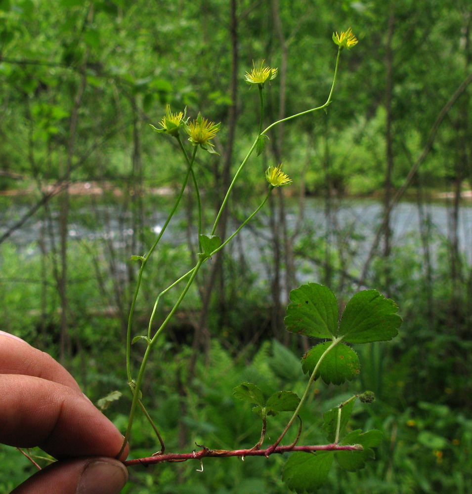 Изображение особи Waldsteinia tanzybeica.