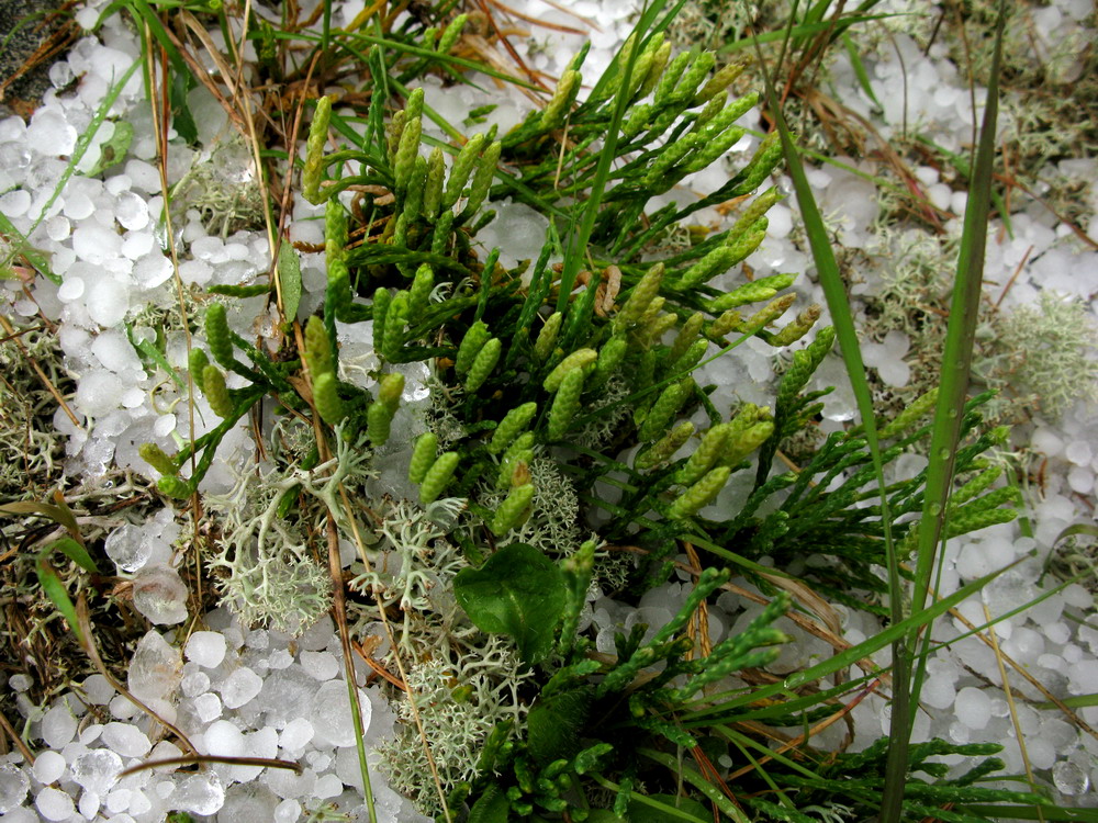 Изображение особи Diphasiastrum alpinum.