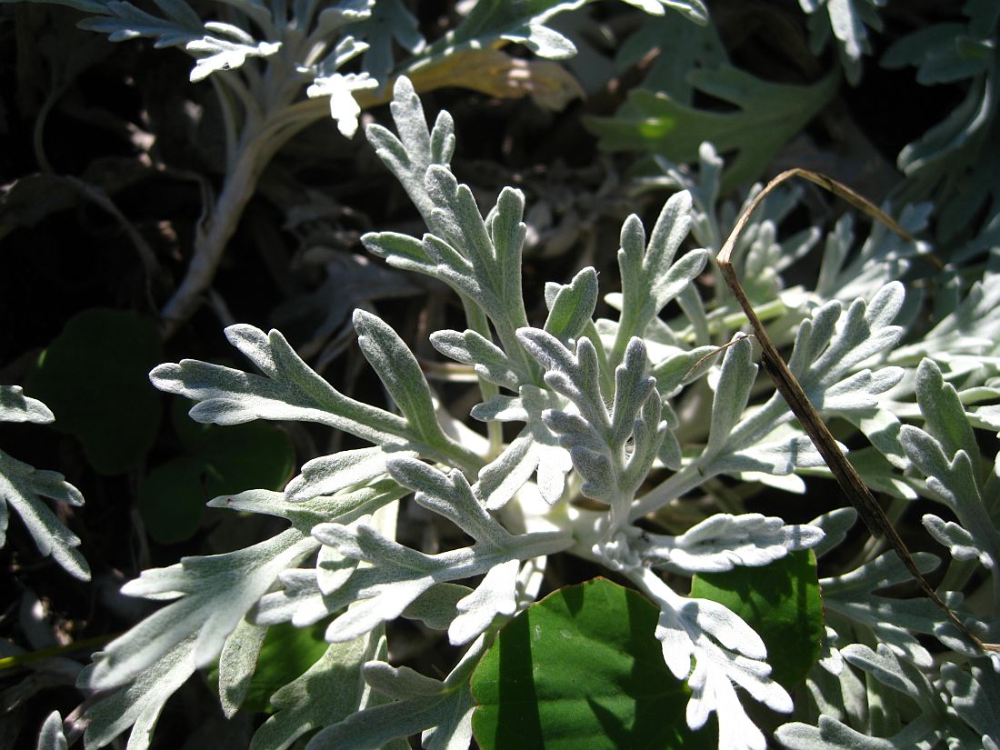 Image of Artemisia stelleriana specimen.