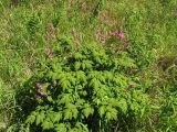 Corydalis multiflora