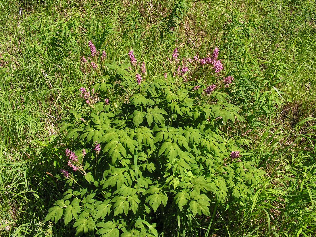 Изображение особи Corydalis multiflora.