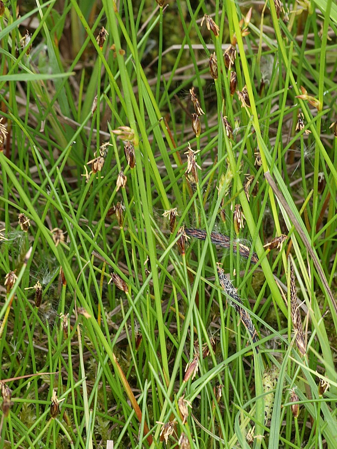 Image of genus Trichophorum specimen.