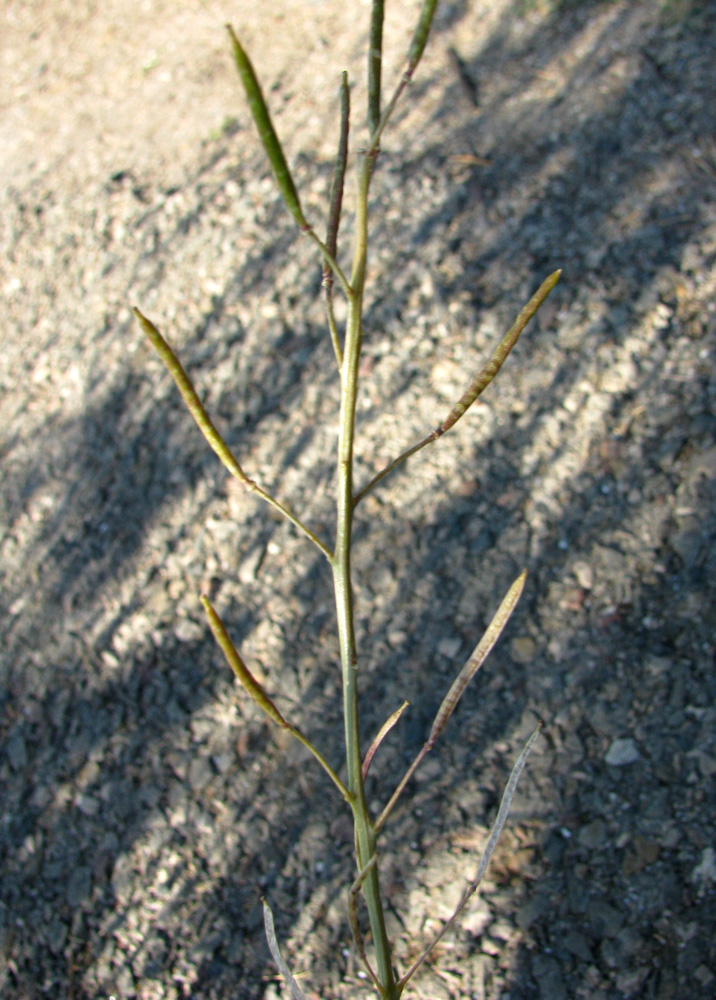 Изображение особи Diplotaxis tenuifolia.