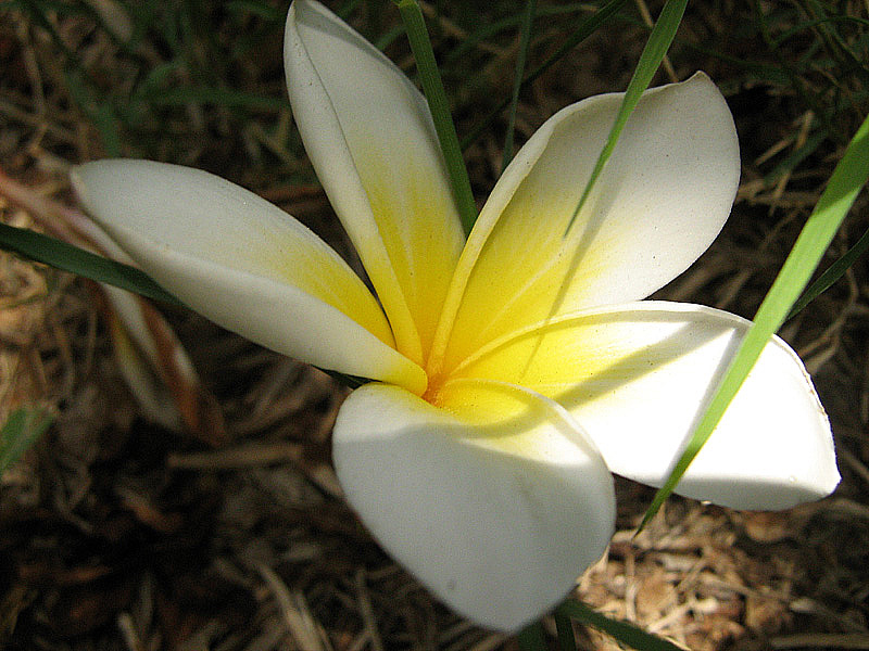Image of Plumeria rubra var. acutifolia specimen.