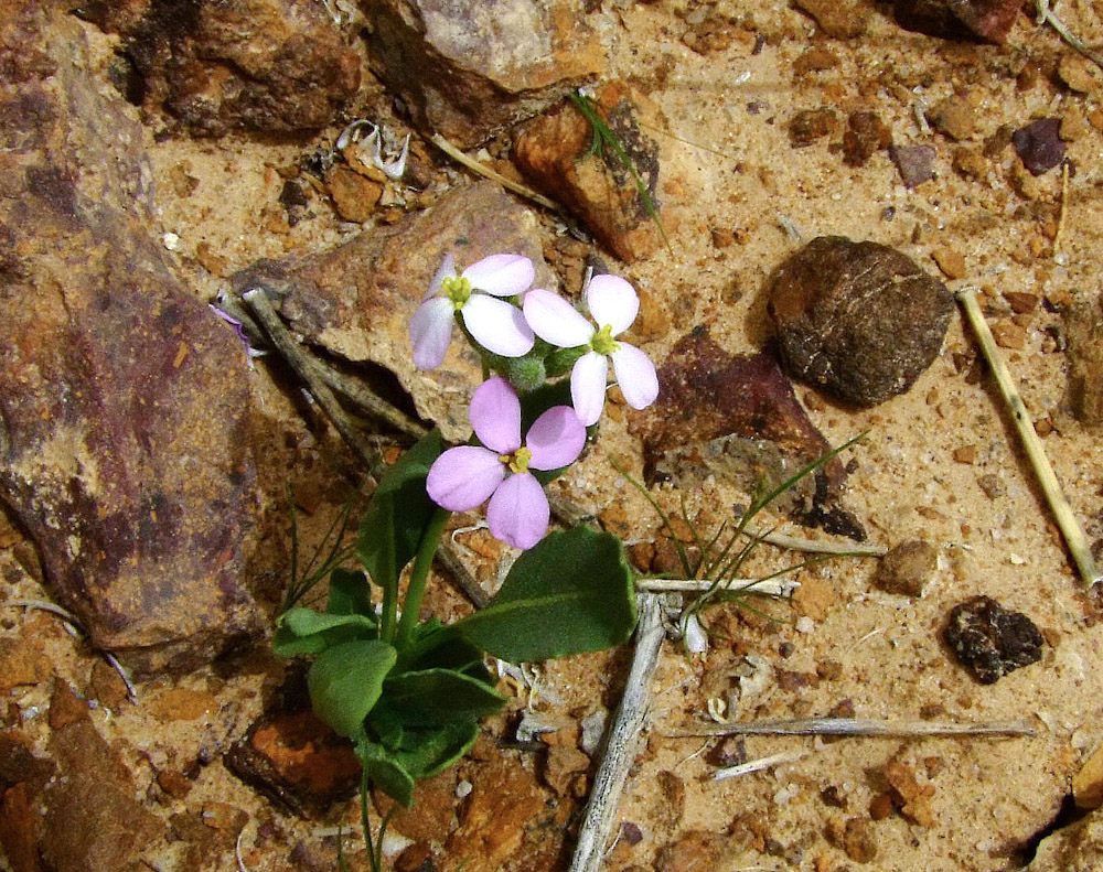 Image of Diplotaxis acris specimen.