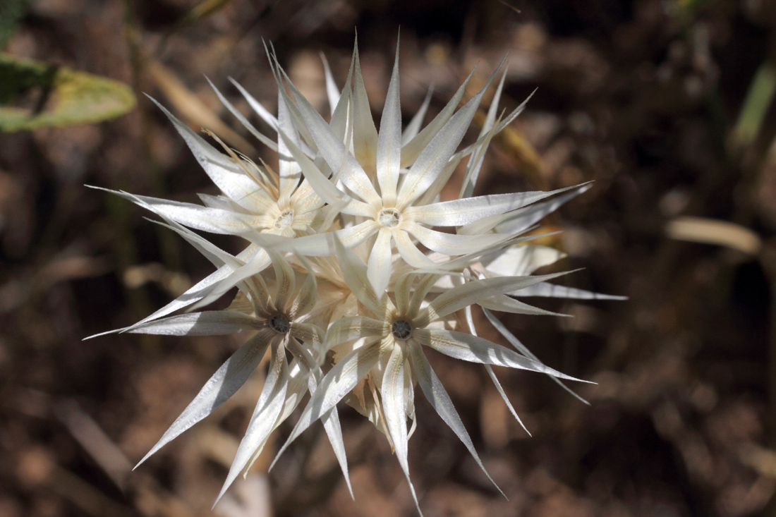 Image of Chardinia orientalis specimen.