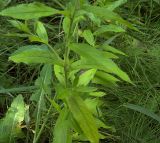 Epilobium hirsutum