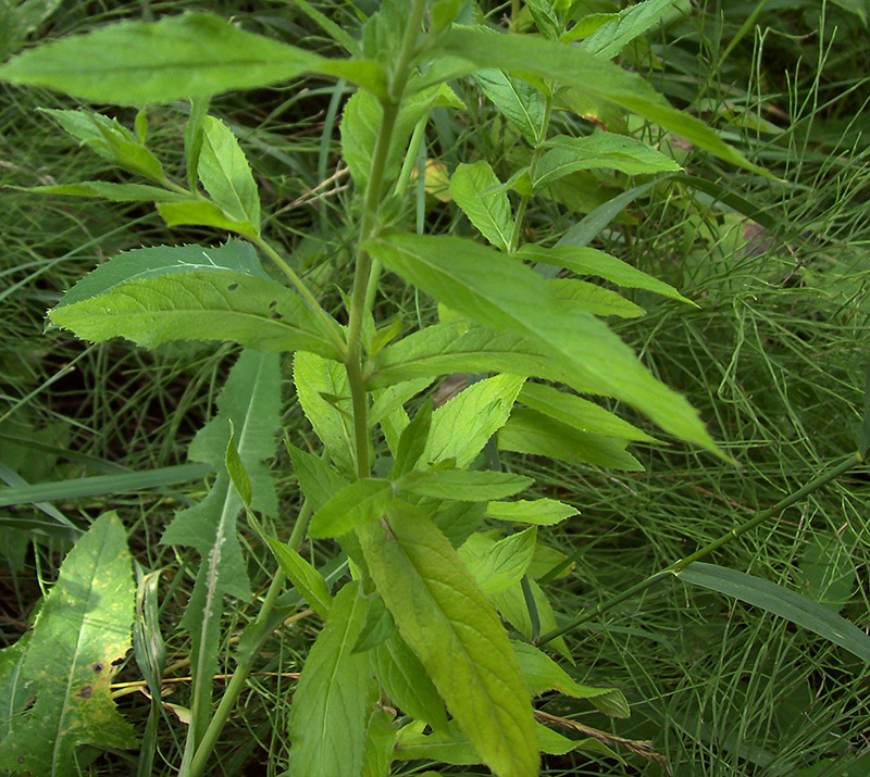 Изображение особи Epilobium hirsutum.