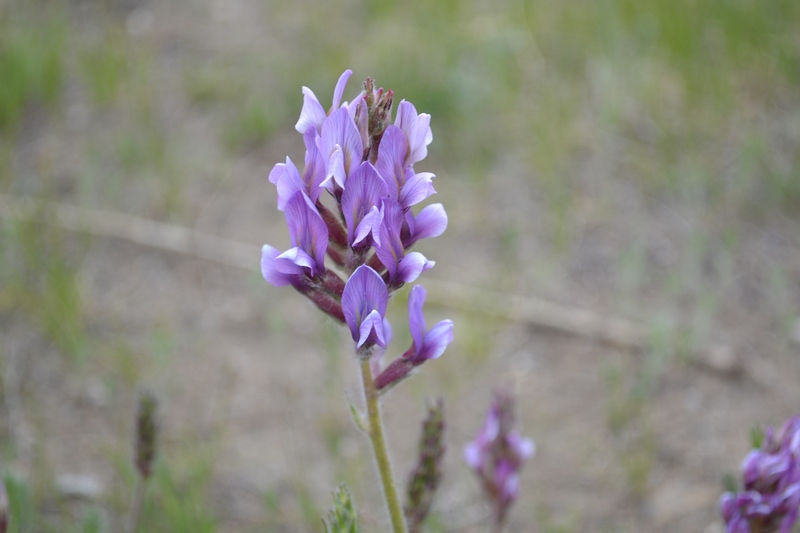 Изображение особи Oxytropis myriophylla.