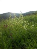 Galium mollugo. Цветущее растение. Крым, подножие горы Северная Демерджи. 2 июня 2012 г.