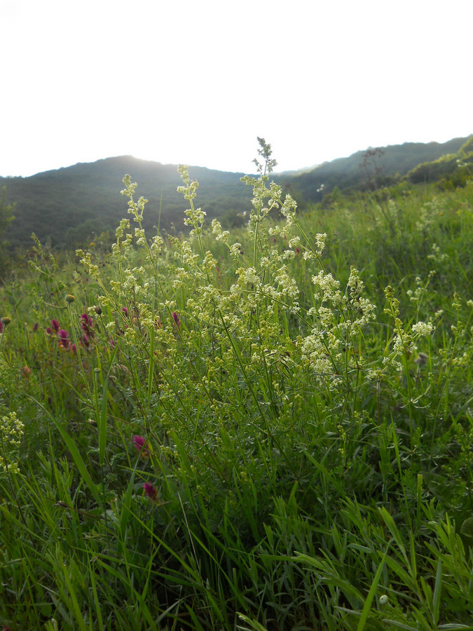 Изображение особи Galium mollugo.